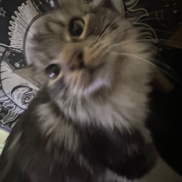 Profile Picture of Ernesto Arroyo (@ernesto_2206) on Tiktok