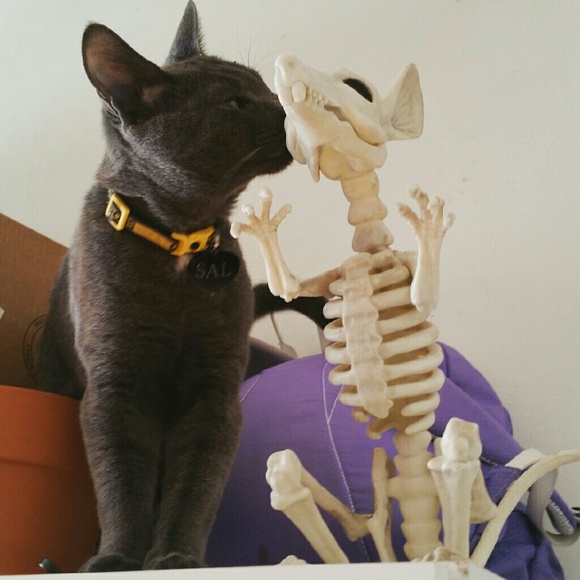 Profile Picture of James Malave (@jamesian) on Poshmark