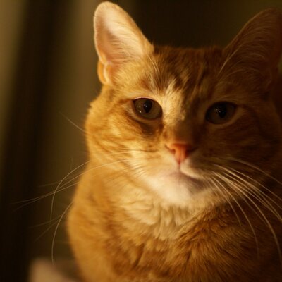 Profile Picture of Rick Graf (@rickgscv) on Twitter