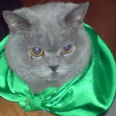 Profile Picture of Cathy Lloyd-Davies (@cathllwyd) on Twitter