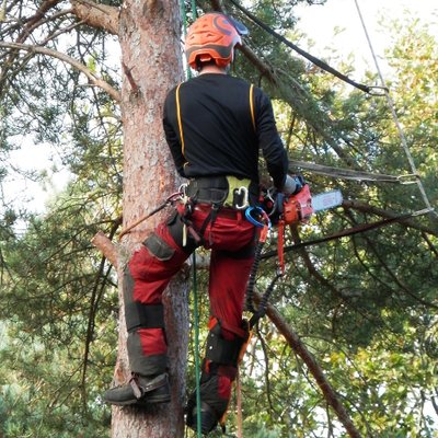 Profile Picture of Jeffrey Tree Service (@JefreyTreeServe) on Twitter