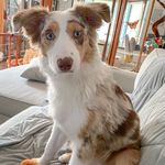 Nutella but they call me Ella - Instagram Profile Picture of Nutella but they call me Ella (@nutella_buttheycallme_ella) on Instagram