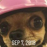 Profile Picture of scottie draughon (@harleymcgregor) on Instagram