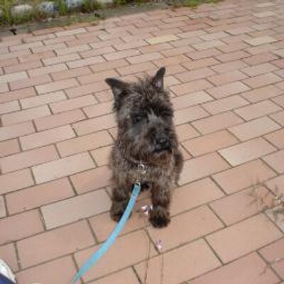 Profile Picture of 口之津　　FX (@SteveOta) on Twitter