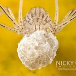 Profile Picture of Angelo Hughes (@angelohughes) on Instagram