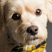 Profile Picture of Enrico Lopes De Souza  (@enricolopes7981) on Youtube