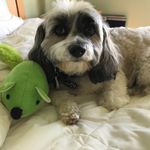 Profile Picture of George Ranieri (@george.ranieri.1) on Instagram