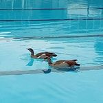 Profile Picture of Golan Cohen (@c.golan) on Instagram