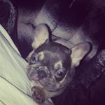 Profile Picture of laura mcguinness (@karma_odin_adventures) on Instagram