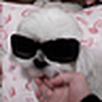 Profile Picture of Becky Dupuis Bartek (@angry foo dog) on Flickr