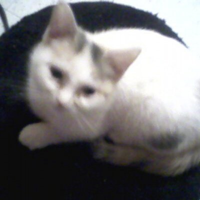 Profile Picture of Jacquelyn Jackson (@jacquelynjack_) on Twitter