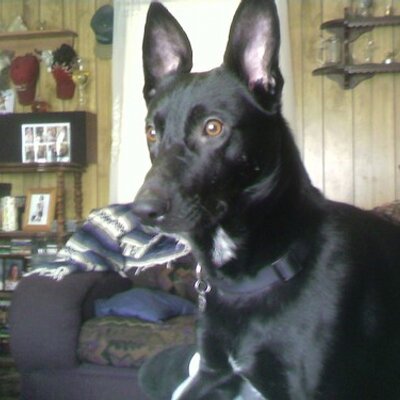 Merlin - Twitter Profile Picture of Merlin (@DudeJay) on Twitter