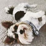 Profile Picture of Skye MacIvor (@louisbmac) on Instagram