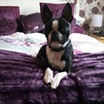 Profile Picture of Missy-Edinburgh Boston Terrier (@little_missy_scottish_boss) on Instagram