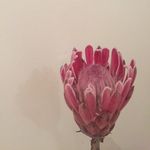 Profile Picture of Fiona MacGregor Harms (@femacharms) on Instagram