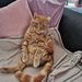 Profile Picture of Amanda Ackroyd (@asackroyd1356) on Pinterest