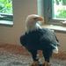 Profile Picture of Larry Weigel (@larbearenter2668) on Pinterest