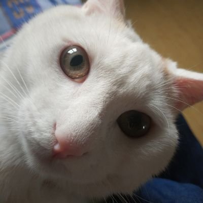 Profile Picture of Wen Peng (@wenpeng11) on Twitter