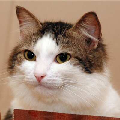 Profile Picture of Mitch Small (@INSEMENAUT) on Twitter