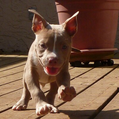 Profile Picture of Dave Bronstein (@Dave752935) on Twitter