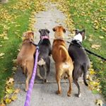 Profile Photo of Marvin, Millie, Boone & Bonnie (@marvindmutt) on Instagram