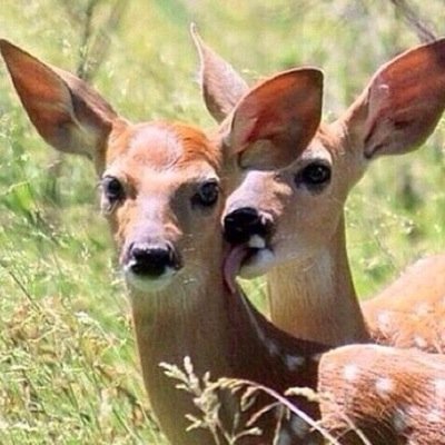 Profile Picture of David Impastato (@FlamingCoconuts) on Twitter