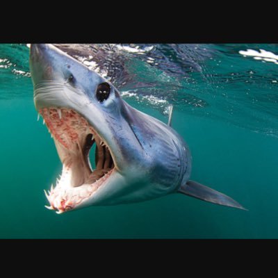 Profile Picture of Matt The Mako Shark (@Matthew_mako) on Twitter