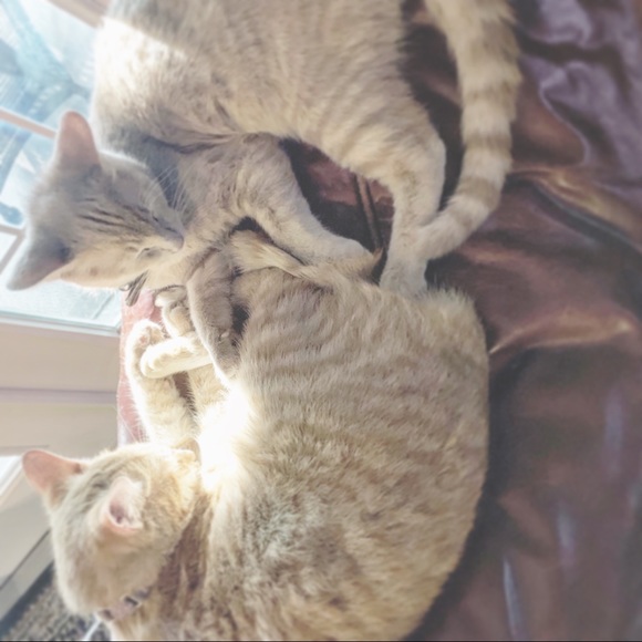 Profile Picture of Paige Downing (@paigehensley) on Poshmark