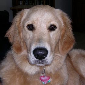 Profile Picture of Christine Bauman (@mtnest10) on Pinterest
