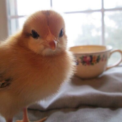 Profile Picture of Cindy R Blevins (@cindy_blevins) on Twitter
