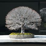 Profile Picture of Brewer Bonsai (@daveygravy1911) on Instagram
