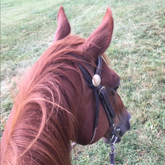 Profile Picture of Suellyn Danter (@critterchic) on Poshmark