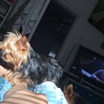 Profile Picture of hailey_reeves (@hyperwolfiee) on Instagram