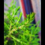 Profile Picture of Hsnaka (@lashanda.thomas2019) on Instagram