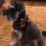 Profile Picture of Claire Mcilroy (@c.hansord) on Instagram