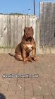 Profile Picture of   Apollo Creed 9 months old... (@lovellykennels) on Tiktok