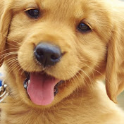 Profile Picture of Avery Wilder (The Song Player) (@averythesongplayer3052) on Youtube