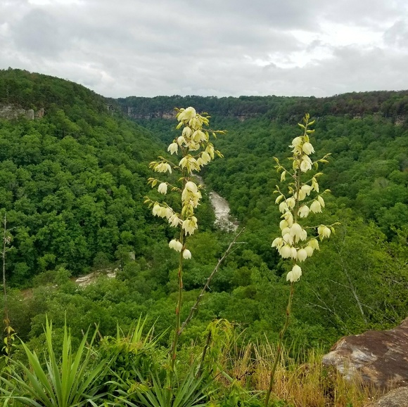 Profile Picture of Brian Mcdowell (@scooteraldot) on Poshmark