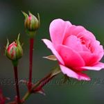 Profile Picture of Rebecca James (@drrebeccajames) on Instagram