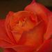 Profile Picture of Nancy Gamache (@nancygamache98) on Pinterest