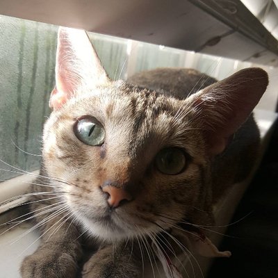 Profile Picture of Mike Lennox (@lenxtv) on Twitter
