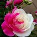 Profile Picture of Alberta Skeen Autry (@albertaskeen) on Pinterest