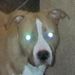 Profile Picture of Kevin Kane (@knekias) on Pinterest