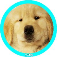 Profile Picture of TOBY BEST DEALS (@tobythegoldenofficial) on Tiktok