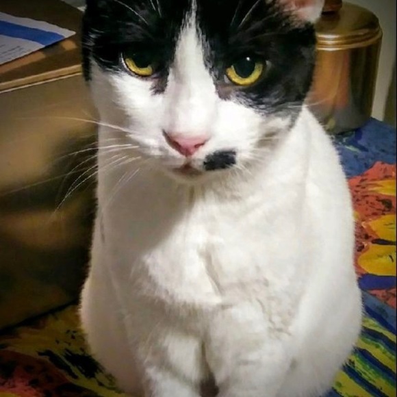 Profile Picture of Shannon Haff (@shanzino) on Poshmark