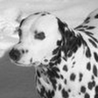 Profile Picture of Freckles Hartzag (@freckles-hartzag) on Quora
