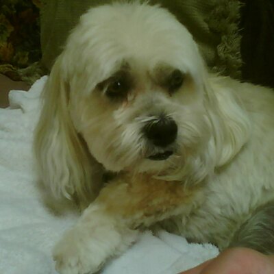 Profile Picture of Ginger Forminski (@Ginger_ThePup) on Twitter