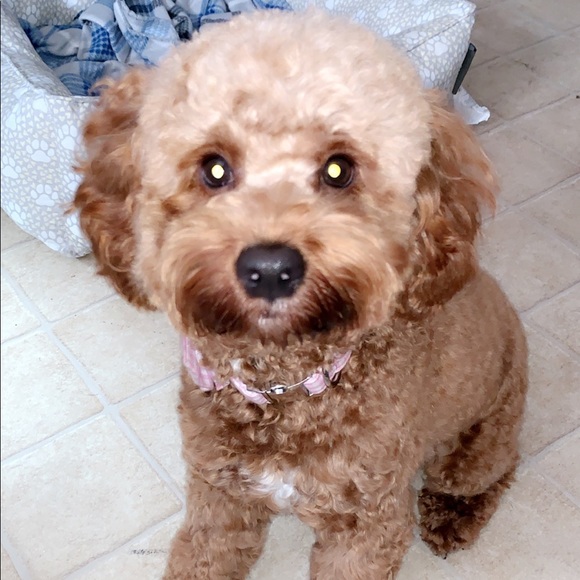 Profile Picture of Lexus Turrisi (@lexusturrisi) on Poshmark