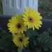Profile Picture of Kelli Mapes-Jelinek (@kmapes01) on Pinterest