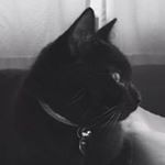 Profile Picture of Stephen Gilling (@stephengilling) on Instagram